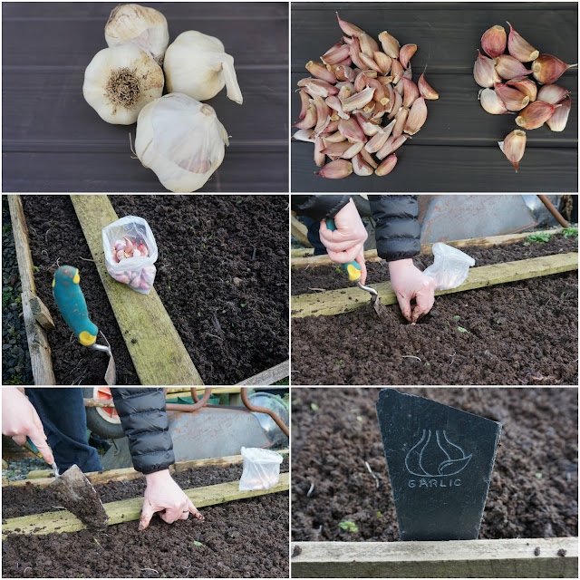 garlic planting at the allotment - Carrie Gault