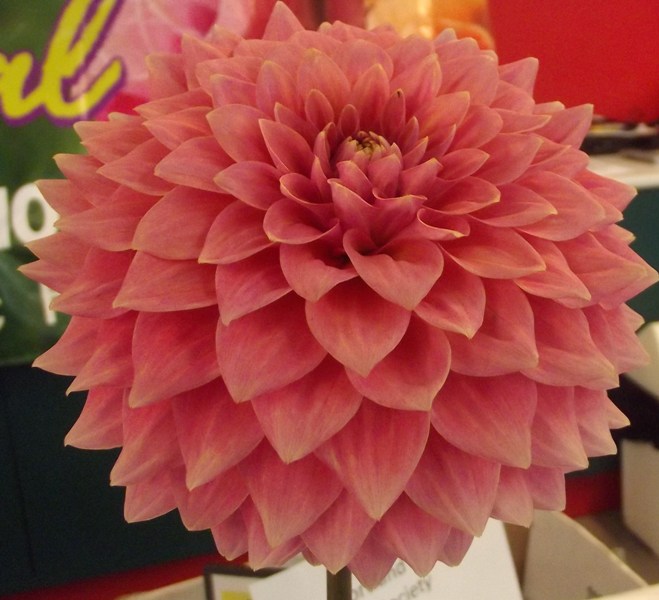 Australian Dahlias and Tubers List of Dahlia Tubers for Sale 2013 Free