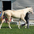 Beautiful horse of the world – horse of heaven ( golden horse)