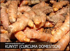 PESTISIDA NABATI dari bahan Kunyit (Curcuma domestica)