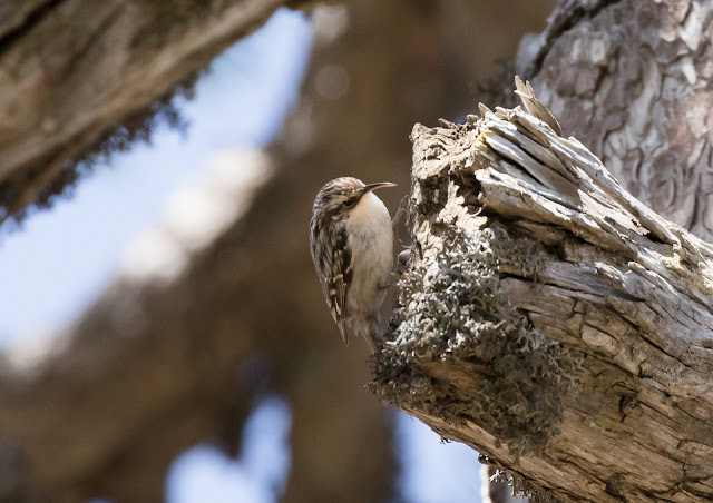 Dorothy’s Treecreeper - Troodos Mountains, Cyprus