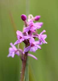 Heath Fragrant Orchid - Powys, Wales
