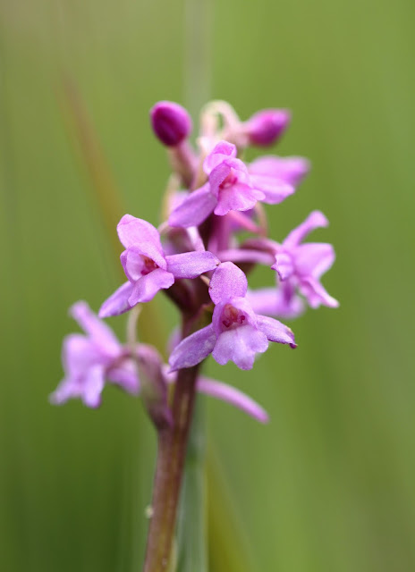 Heath Fragrant Orchid - Powys, Wales