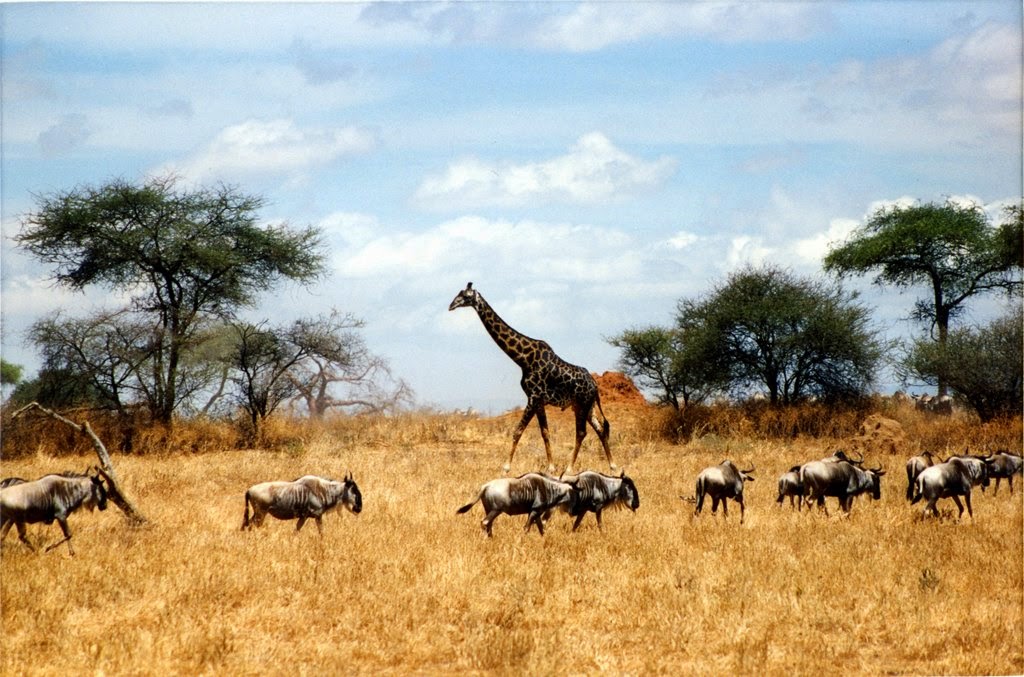степь саванна прерия.