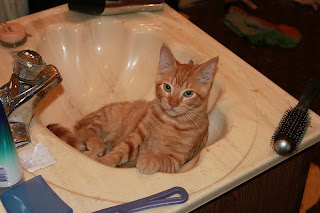 cat in sink, autolycus cat, fat orange kitten