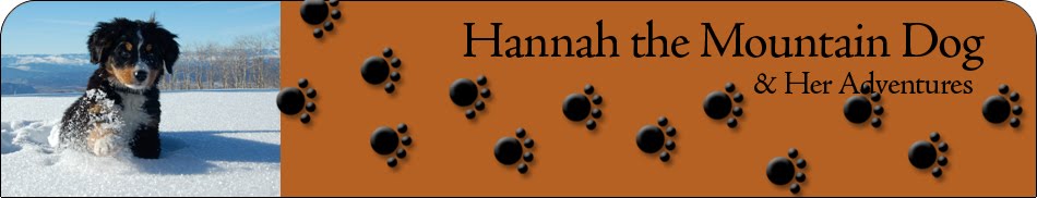 Hannah's Dog Blog