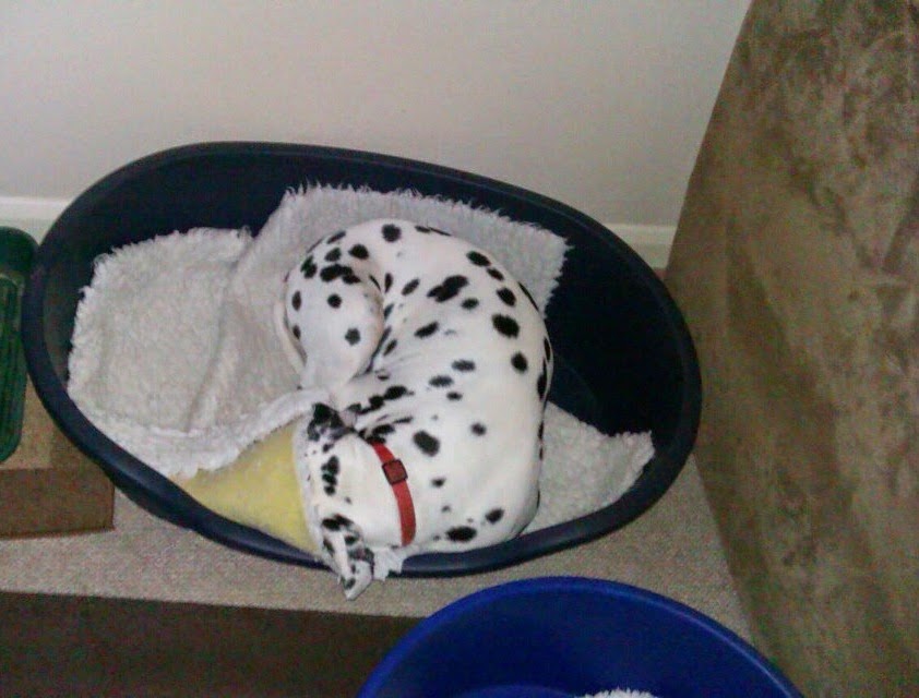 Marble, dalmatian, dog