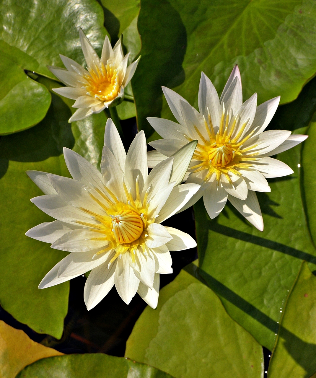 OIL PAINTING LESSONS *** PAINTING DEMOS *** FREE PHOTOS