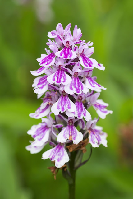 Common Spotted Orchid - Soton Common, Hampshire Common Spotted Orchid - Soton Common, Hampshire