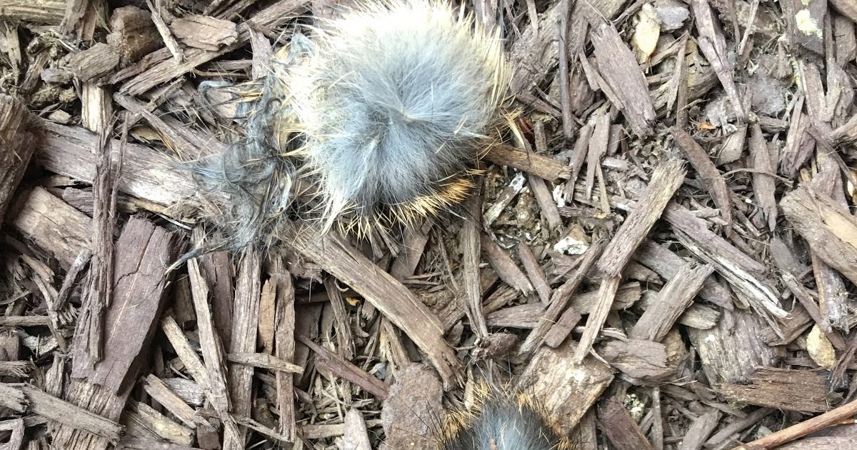 What Do Snake Droppings Look Like