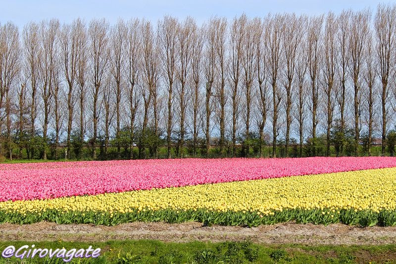 campi tulipani bicicletta olanda