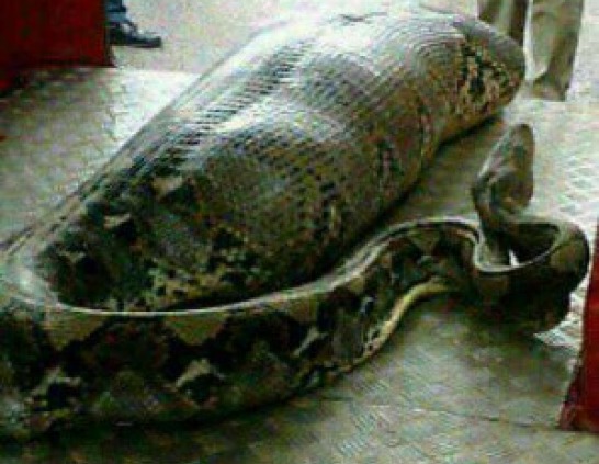 snake eats woman alive in south africa