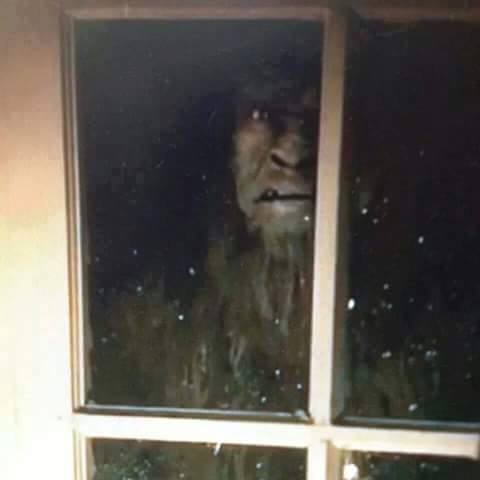 Dog Likes Looking Out Of My Bedroom Window Dog Likes Looking Out Of My Bedroom Window