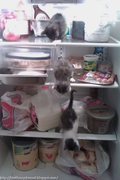 Two cats in the refrigerator.