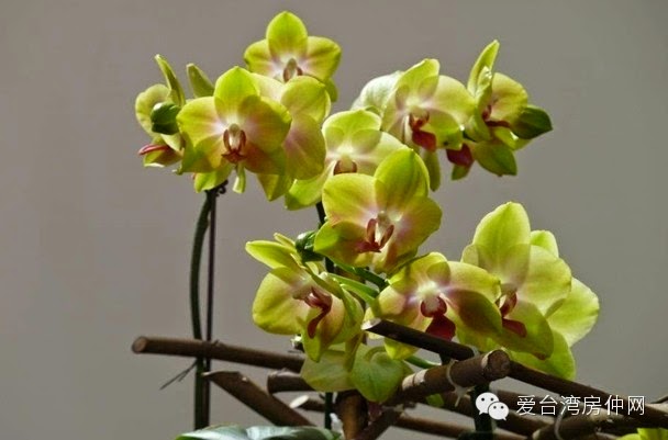 Taiwan International Orchid Show Pictures Gallery