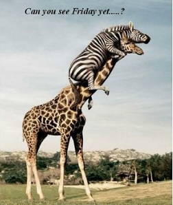 Amazing Pictures: Funny Animals Photos