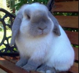 Lyon Adalah Jenis Kelinci Kesayangan Yang Berasal Dari - Berbagai Jenis Itu