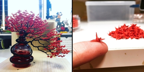 Shrubs Archives Ramblings From A Desert Garden