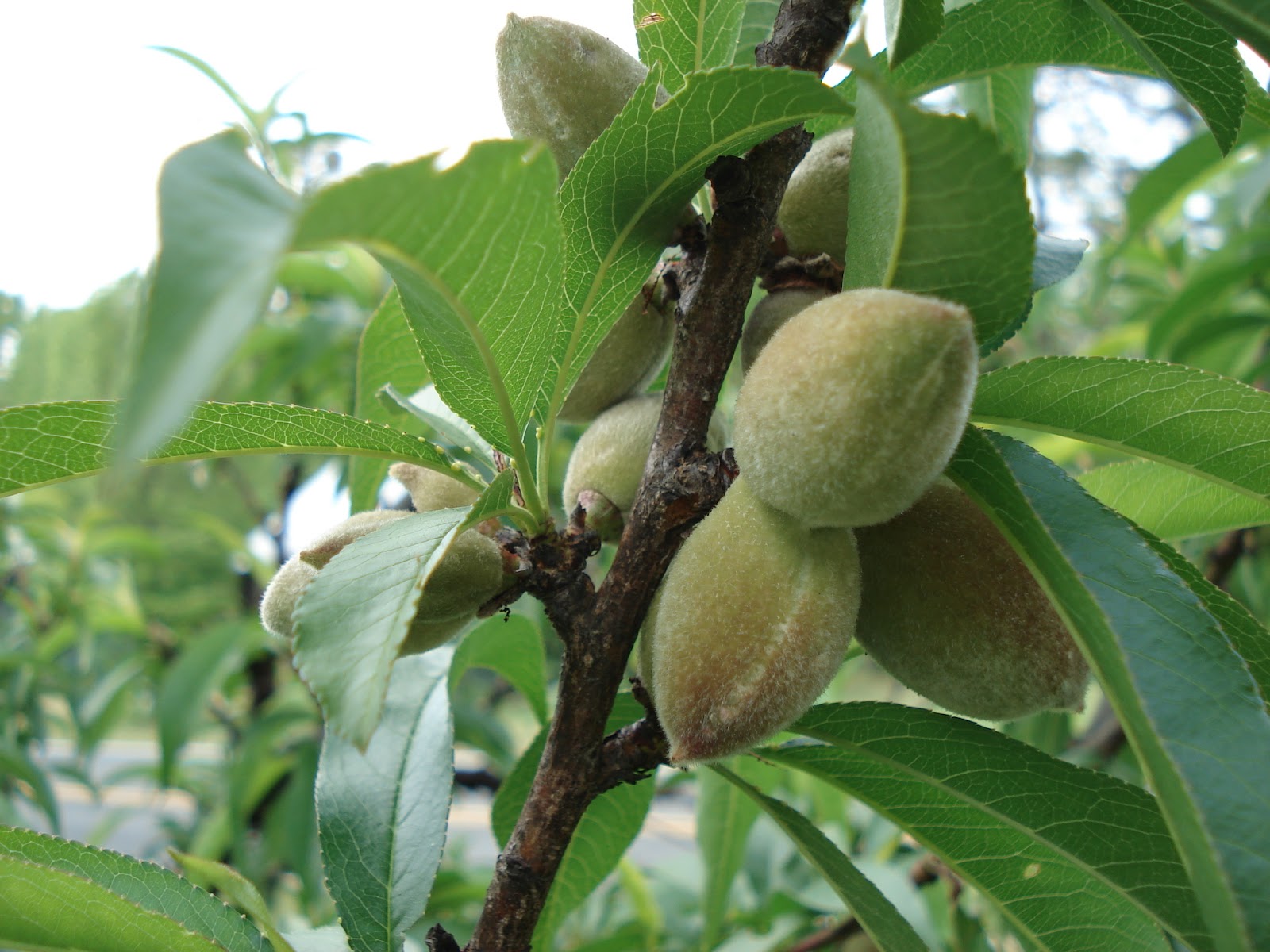 From the Cupboard Our "Lil" Peach TreePart 4