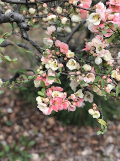 SHORT TRIP TO SINJUKU GYOEN PARK