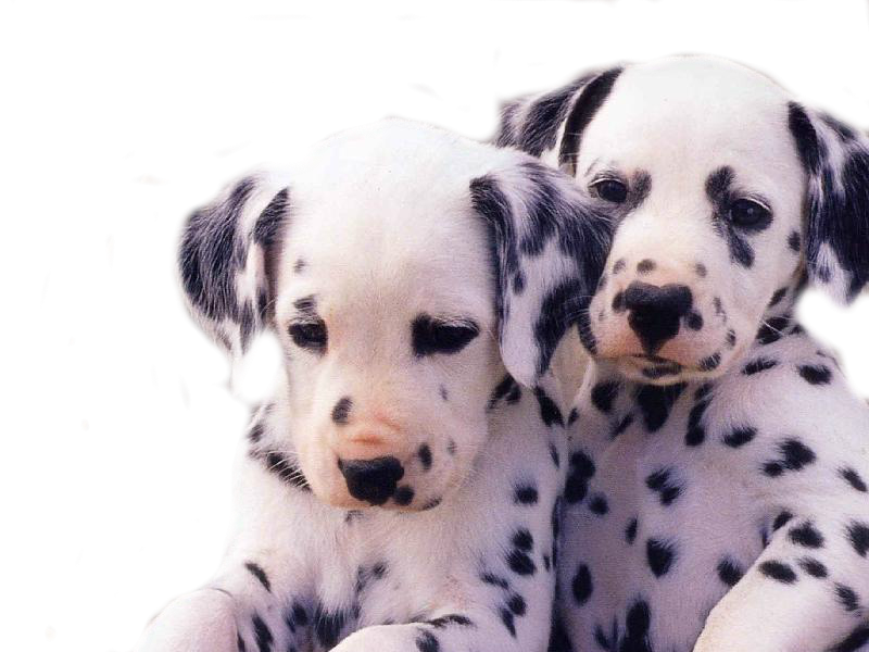 imagenes de perritos tiernos para fondo de pantalla - Imágenes de Amor,  Gatitos, Amistad, Felicidad para celular 2023