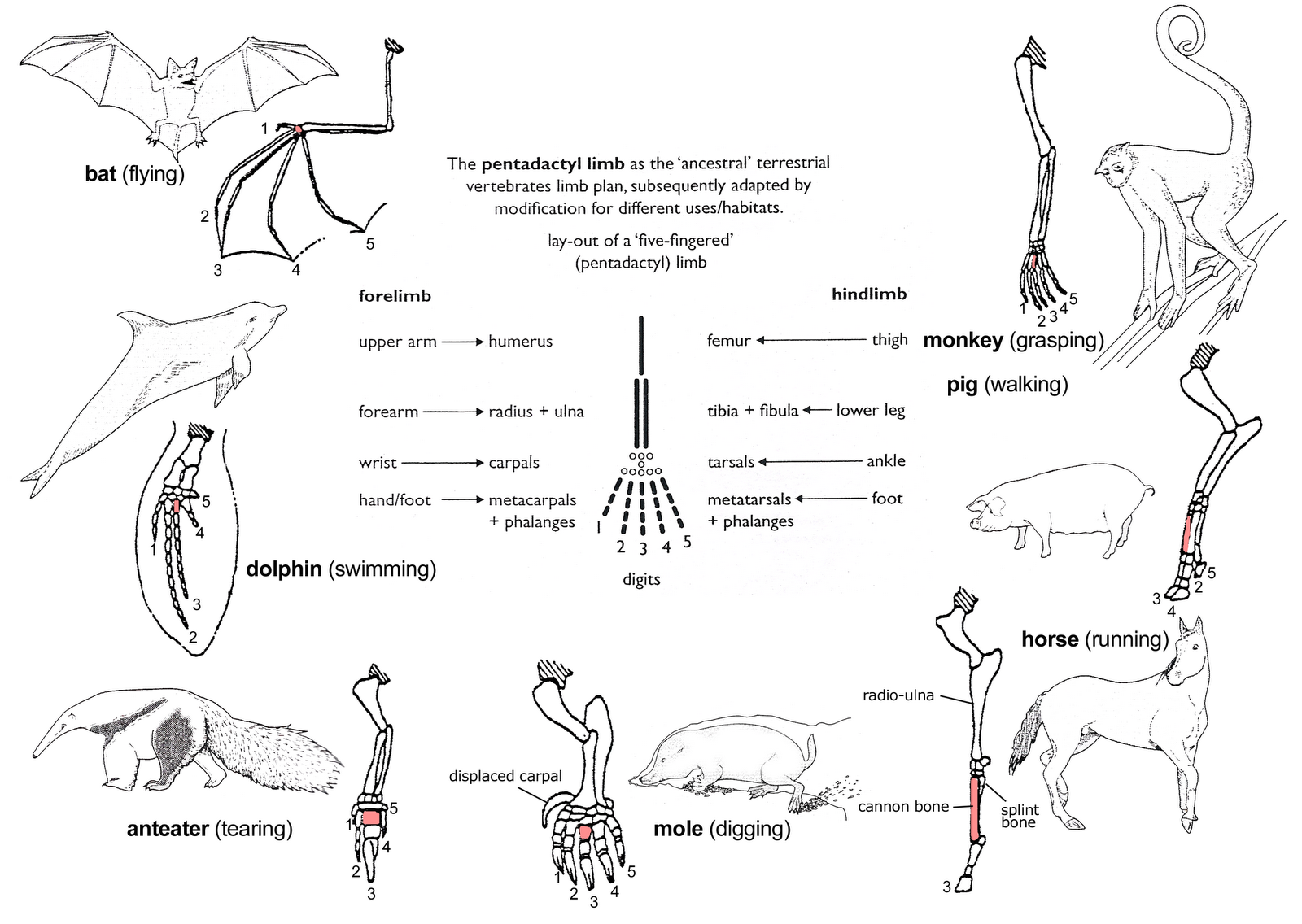 Evolutiebiologie Vleermuisvleugel evolutiebiologie-vleermuisvleugel