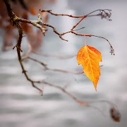 The Last leaf summary - A short story by O. Henry