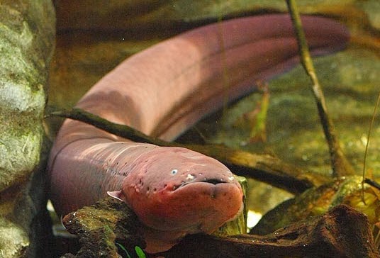 Amazon Rainforest Animals : The Amazon Electric Eel ...