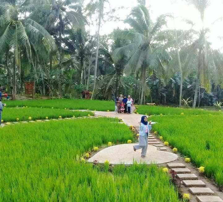 Menarik, Konsep Penataan Sawah Menjadi Tempat Wisata