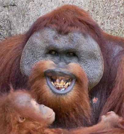 Orangutan Kalimantan Hewan Primata Dilindungi « Animals Box