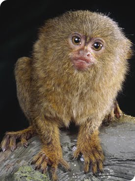Marmoset Monkey Animals Library