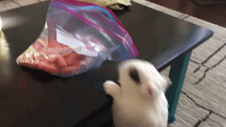 bunny grabbing ziploc of carrots