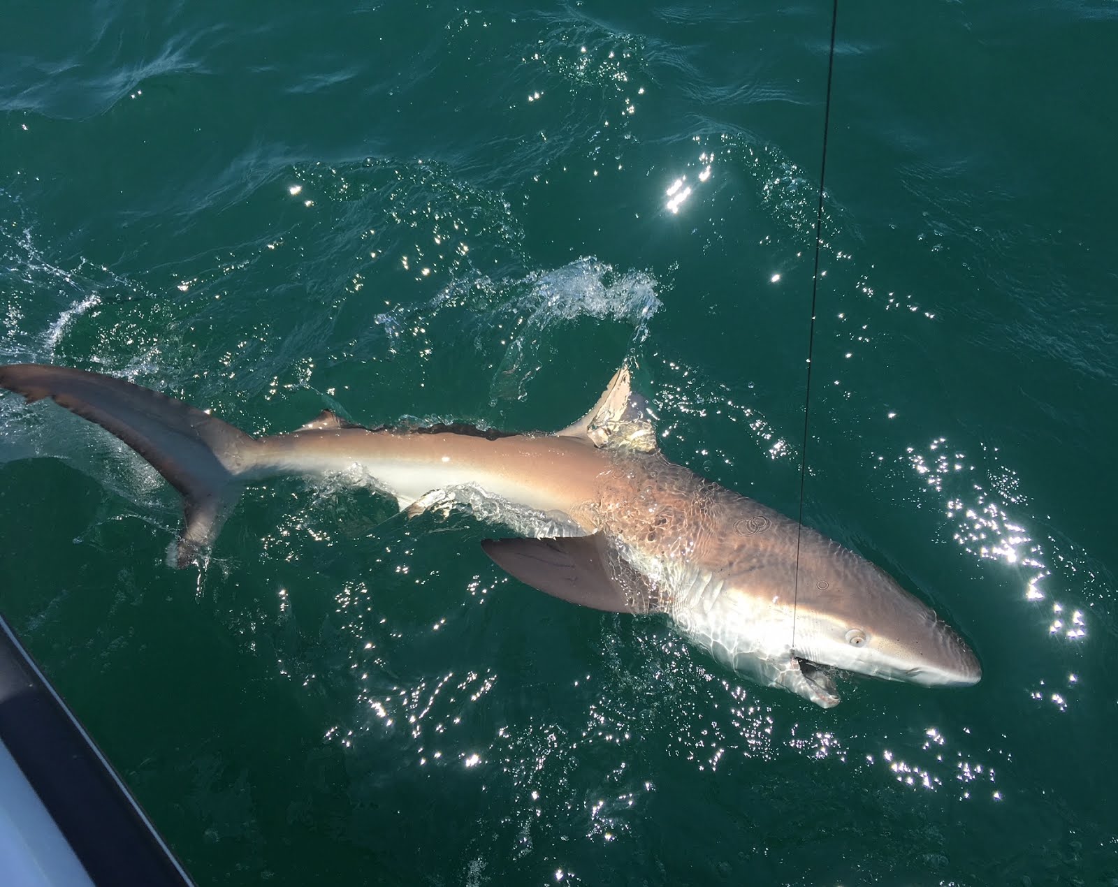 Jersey Cape Guide Service: The Sharks are Here!