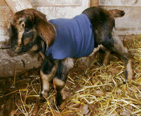 Day old baby goat with contracted tendons.
