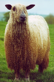 Wensleydale Sheep are awesome