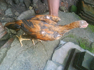 Ayam Bangkok Top: Contoh Si Podang Junior