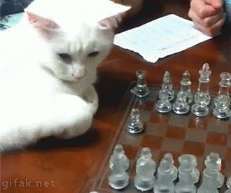 Gato jogando xadrez