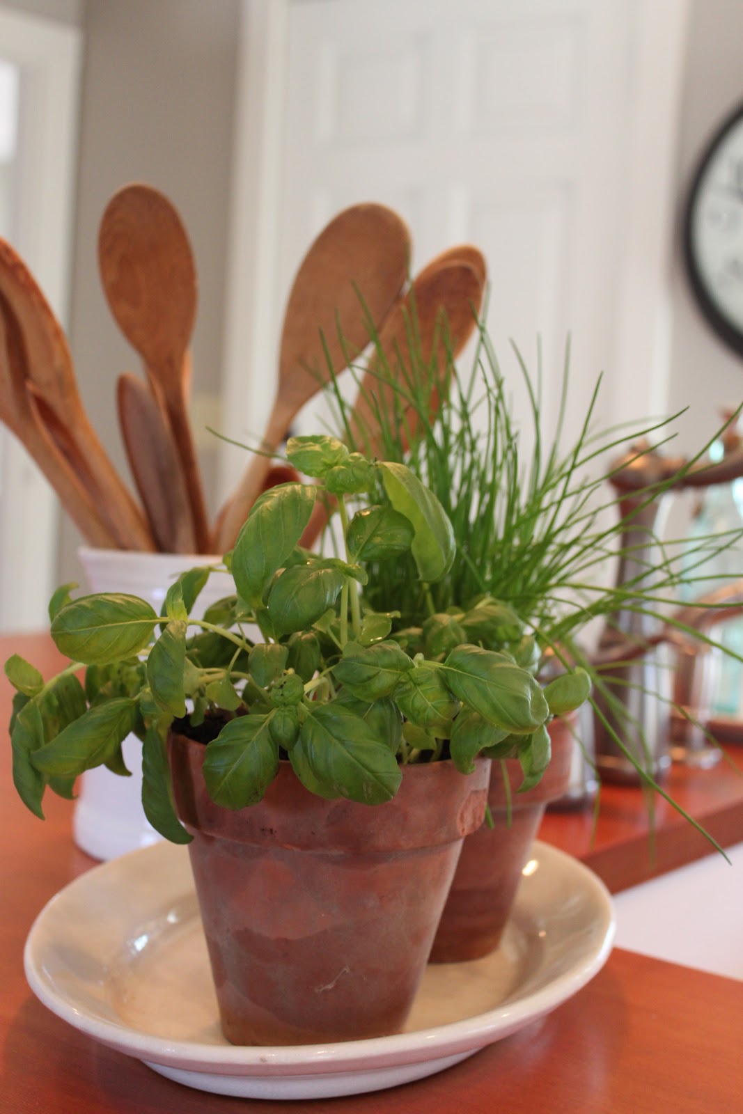 Spring Hill Farm Trader Joes Flowers &amp; Herbs