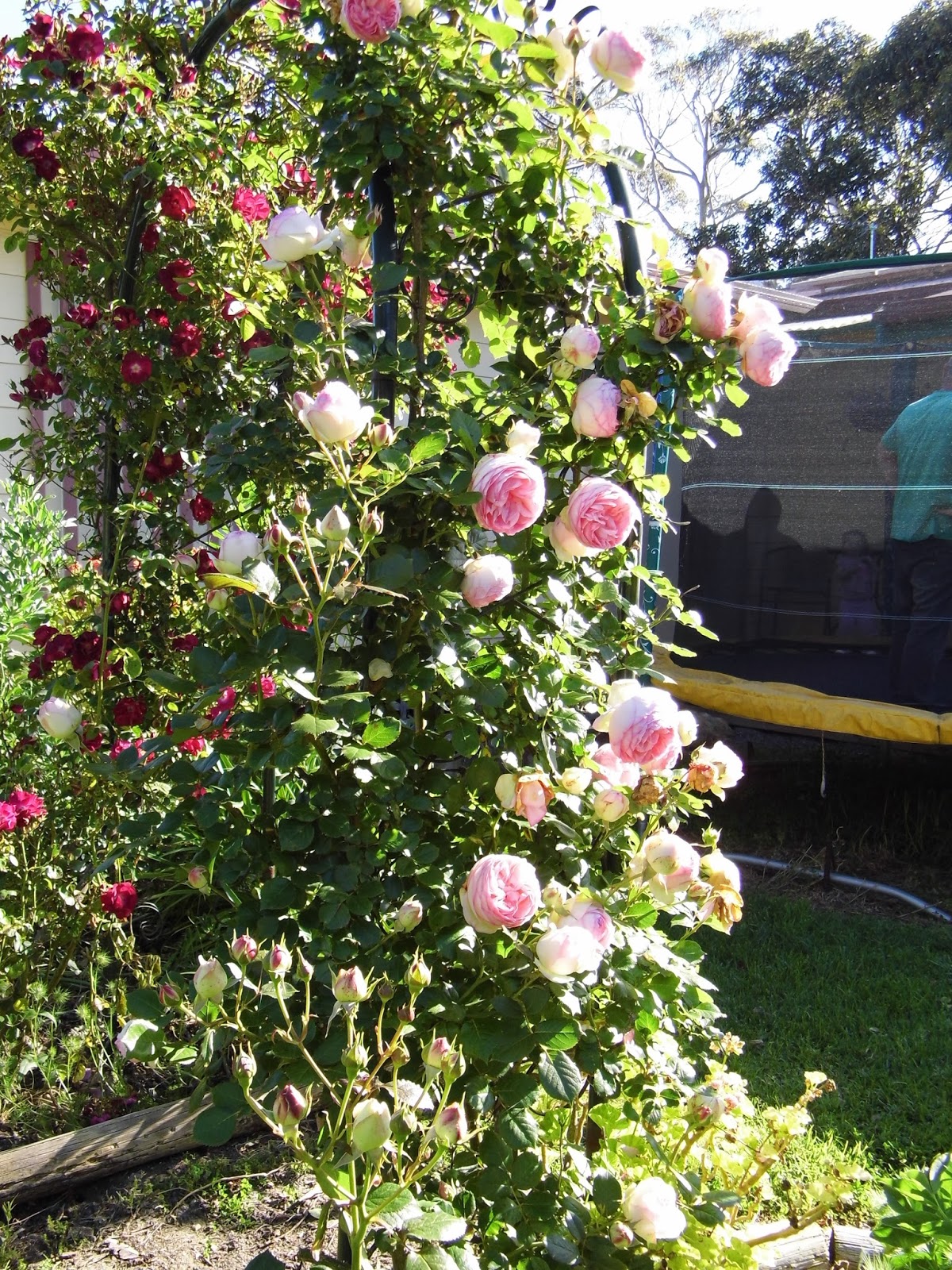 One Mother Hen Rose gone wild