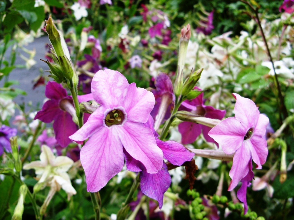 Kelli's Northern Ireland Garden Nicotiana (Tobacco Plant) Flower