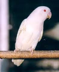 Foto Burung Lovebird Albino Terbaik