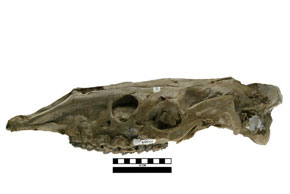 craneo de Hypohippus