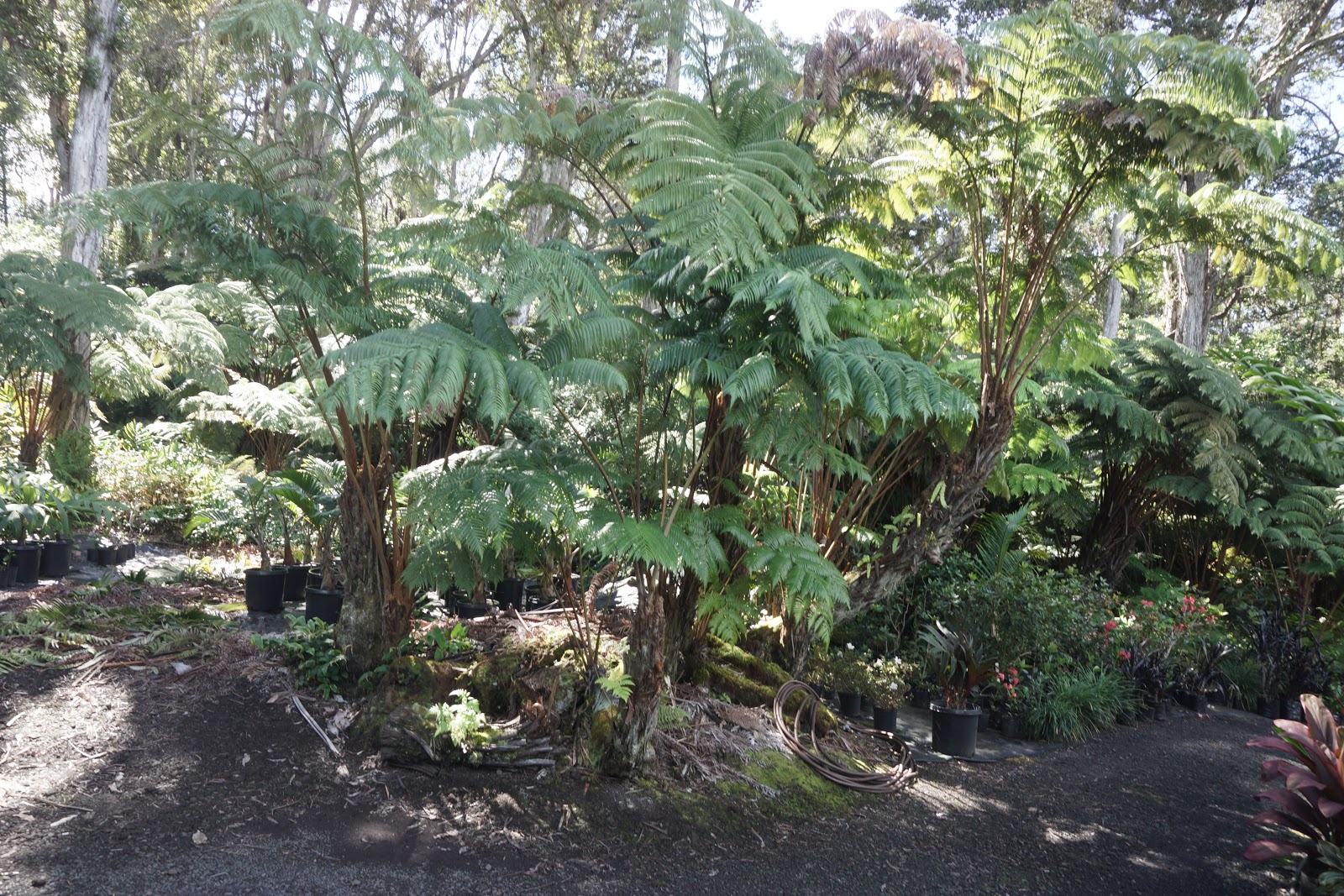 South Kona Nursery