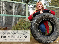 water keep freezing chickens keeping chicken electricity easy way waterer eggs raising winter needed fresh daily coop fresheggsdaily coops egg