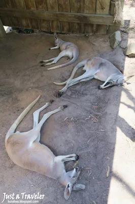 黃金海岸-景點-推薦-袋鼠-天堂農莊-Paradise-Country-黃金海岸套票-旅遊-自由行-澳洲-Gold-Coast-theme-park-Australia