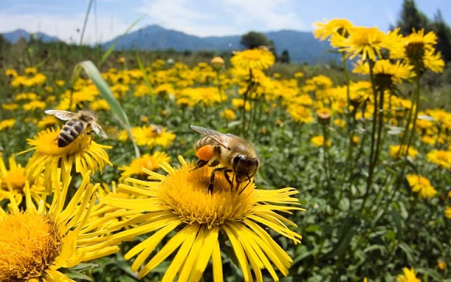 10 Tanaman Yang Disukai Lebah – Kamu Wajib Punya!