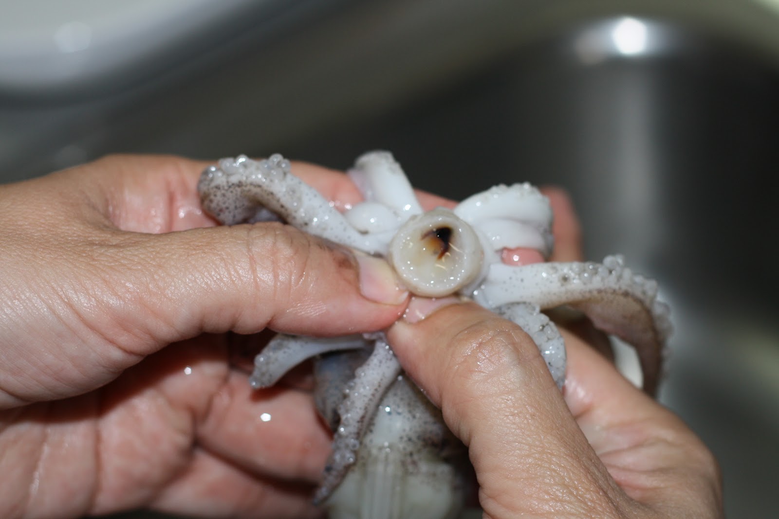 COMO LIMPIAR UN CALAMAR "PASO A PASO"