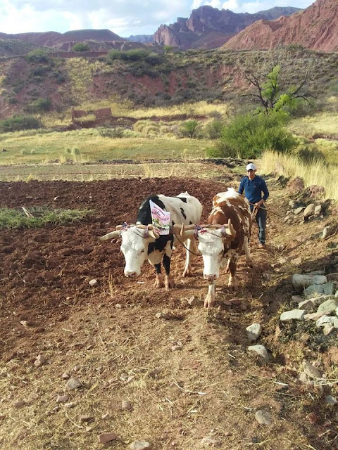 W'aki: Bestellen der Felder in Esmoraca Bolivien