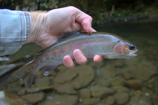 Little River rainbow trout