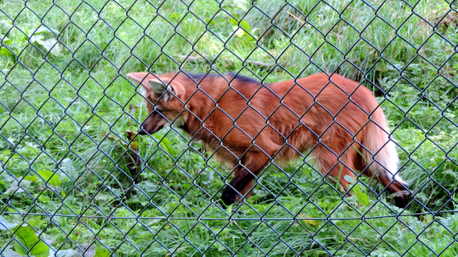 The Glebe Blog: Galloway Wildlife Conservation Park